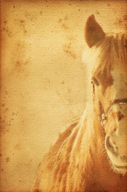 Horse Background - 900458800