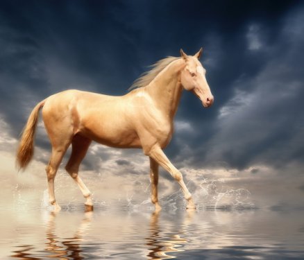 Cremello stallion Akhal-Teke  in water