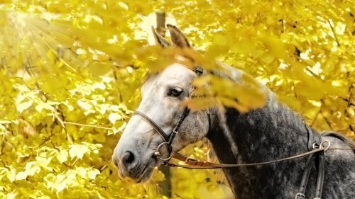 Orlov Trotter horse portrait in autumn leaves - 900458891