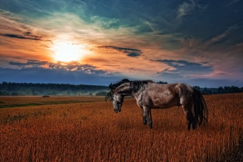 Black stallion grazing in wheat field - 900458896