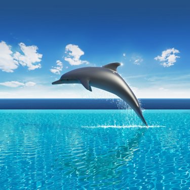Dolphin jumps above pool water, summer sky aquarium - 900458927