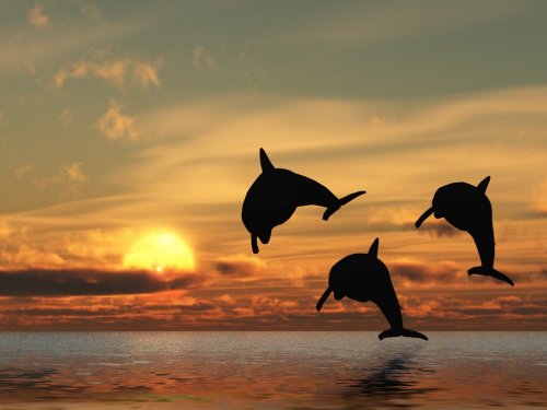 dolphin and sunset - 900458942