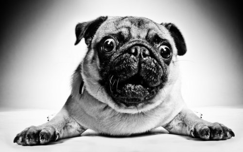 Black and white portrait of a pug - 900463787