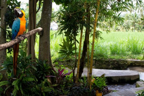 Tropical gardens and a parrot macaw