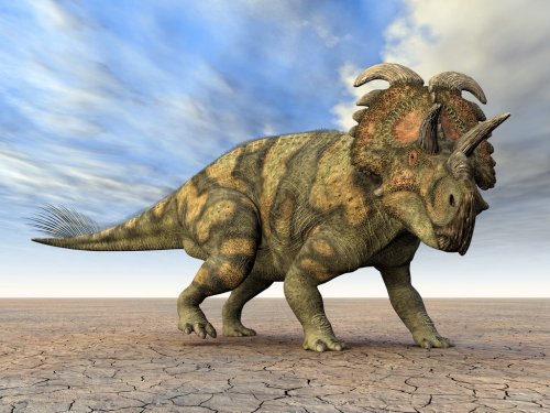 Albertaceratops - 900561696