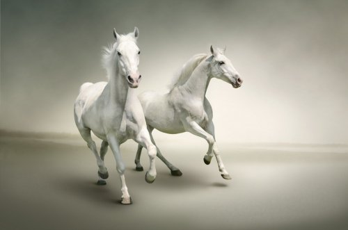 White horses - 900566880