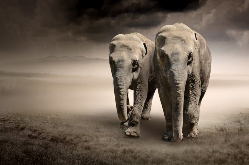Pair of elephants in motion