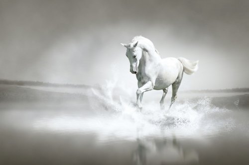White horse running through water - 900567661