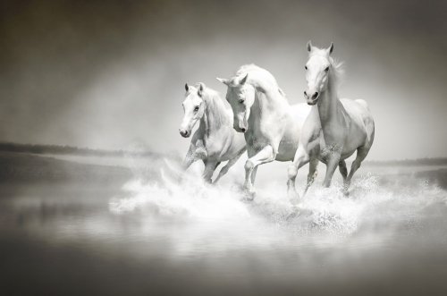 Herd of white horses running through water - 900567663