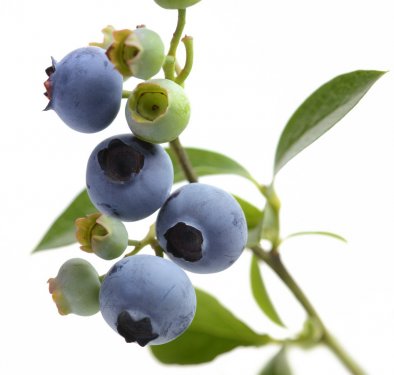 Blueberries - 900590491