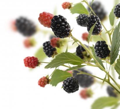 Fresh Blackberries - 900590512