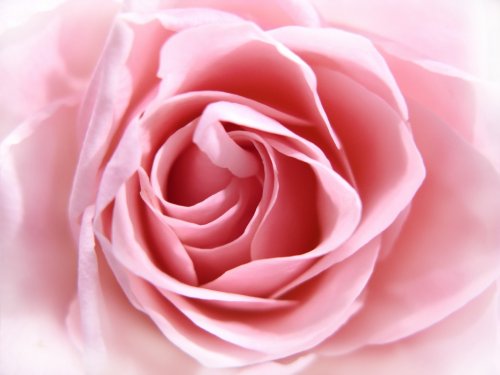 pink rose - 900601030