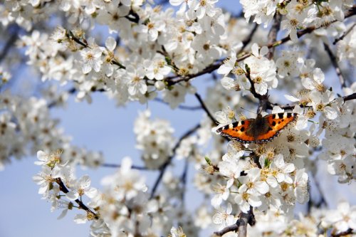 Schmetterling auf Kirschblüte - 900619533