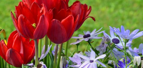 tulipes et pâquerettes