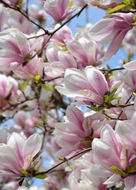 magnolia...floraison - 900623830