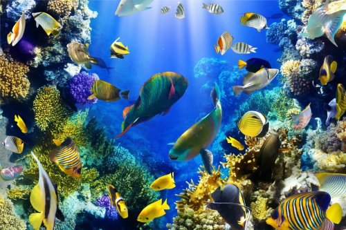 Coral colony and coral fish - 900634746
