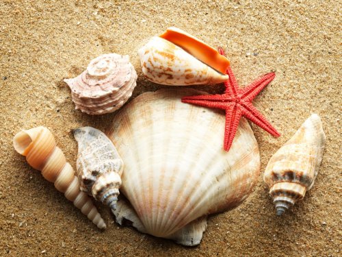 Sea shell on sand - 900634940