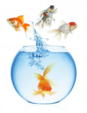 goldfish jumping out of the water - 900636334