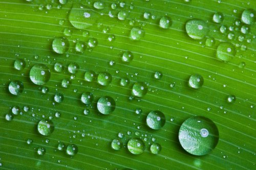 water drops on a green leaf.