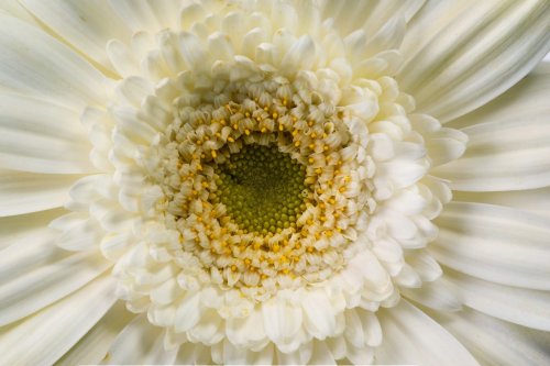 close up view of white daisy
