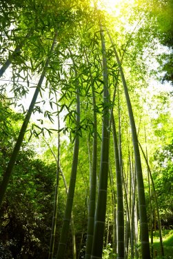 Bamboo forest background. - 900638050
