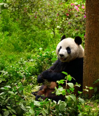 Giant panda eating bamboo - 900644054