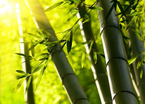 Bamboo forest background. Shallow DOF - 900649472