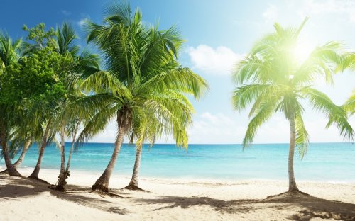 Caribbean sea and coconut palms - 900659116