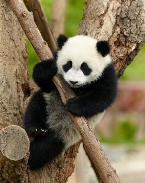 Giant panda baby over the tree