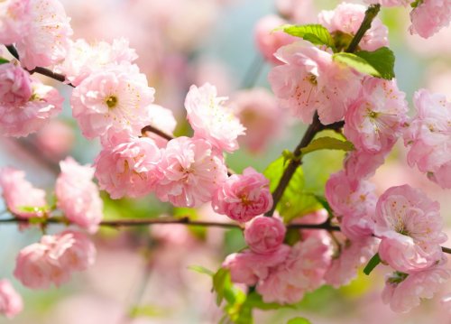 Spring blossoms - 900671779