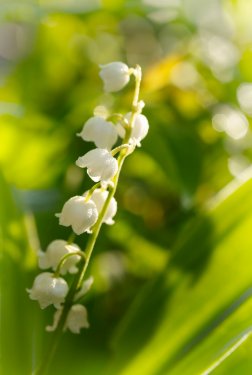 Lily of the valley - 900673698