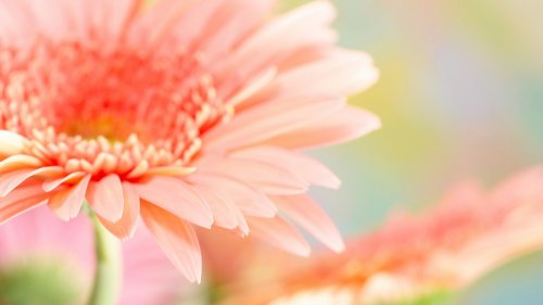 Closeup photo of pink daisy-gerbera. - 900673715