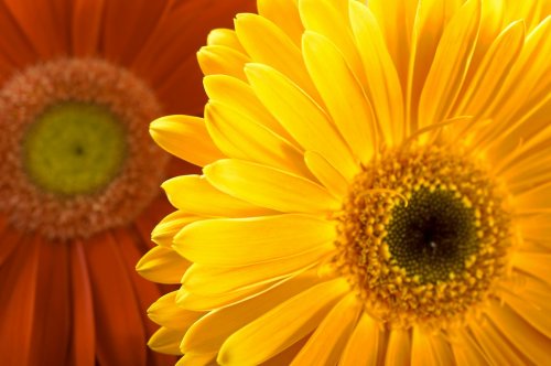 Closeup photo of yellow and red daisy-gerbera