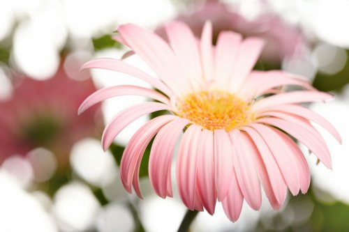 Closeup photo of pink daisy-gerbera - 900673739