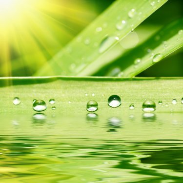Green grass with raindrops background - 900673744