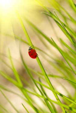 Ladybug on green grass. Shallow DOF