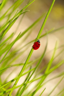 Ladybug on green grass. - 900673753