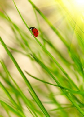 Ladybug on green grass - 900673754