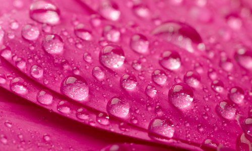 Pink flower with waredrops.
