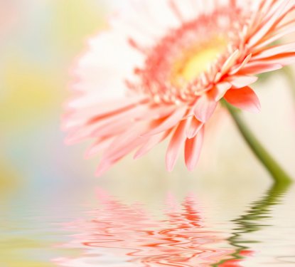 Pink daisy-gerbera with soft focus reflected in the water. - 900673785