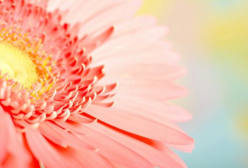 Closeup photo of pink daisy-gerbera. - 900673786