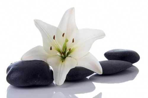 madonna lily and spa stone on white - 900739473