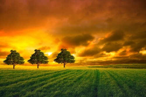 tree in field and orange sky - 900739478