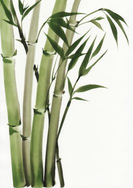Watercolor painting of bamboo