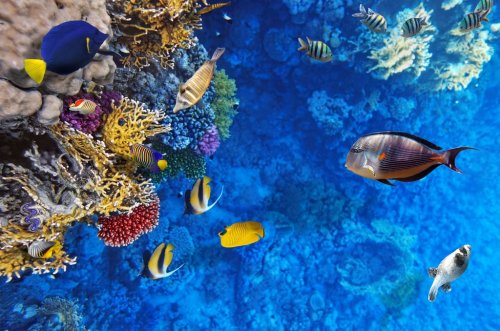 Coral and fish in the Red Sea.Egypt - 900865111