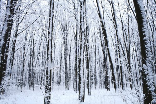 forest trees. nature snow wood background