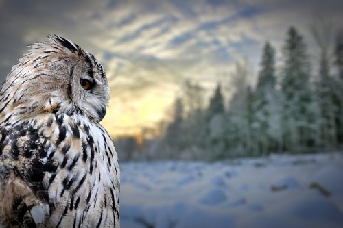 owl on winter forest background - 900954476