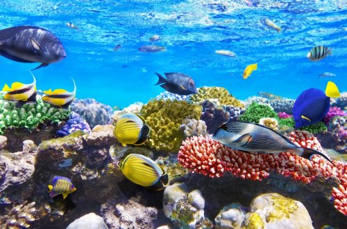 Coral and fish in the Red Sea.Egypt - 900956262