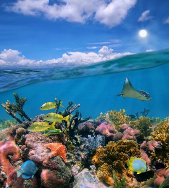 Split view with sky and beautiful coral reef underwater