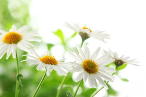 Closeup of white daisy flowers